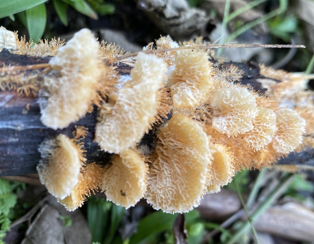 Echinoporia aculeifera · September 2022 · photo: © heimatlos (iNaturalist, cc0)
