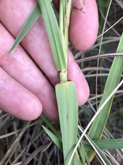 Cenchrus tribuloides