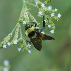 Bombus pensylvanicus