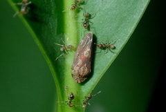 Xedreota tuberculata