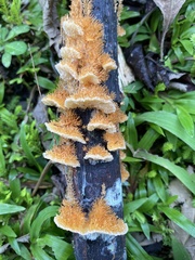 Echinoporia aculeifera