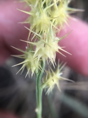 Cenchrus tribuloides