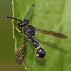 Eumenes coronatus