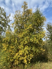 Betula occidentalis