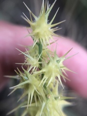 Cenchrus tribuloides