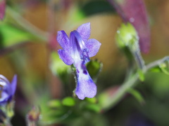 Trichostema