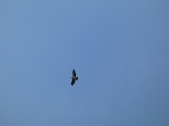 Buteo brachyurus