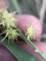 Cenchrus tribuloides