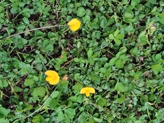 Arachis