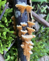 Echinoporia aculeifera