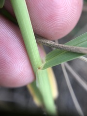 Cenchrus tribuloides