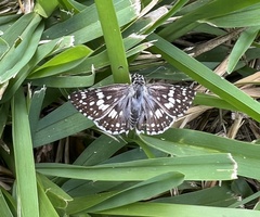 Burnsius communis