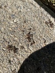 Tetramorium immigrans