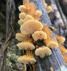 Echinoporia aculeifera