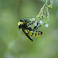 Bombus pensylvanicus