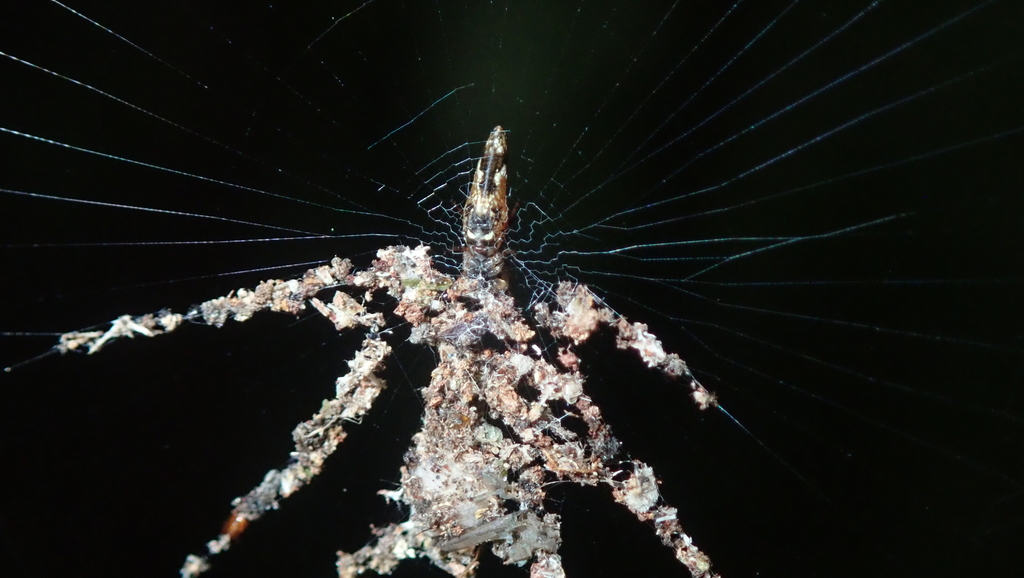 Cyclosa longicauda