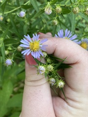 Symphyotrichum firmum