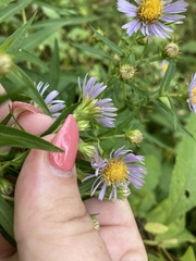 Symphyotrichum firmum