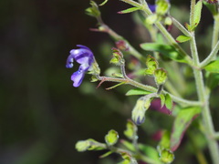 Trichostema