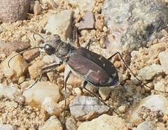 Cicindela tranquebarica