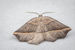 Metanema determinata