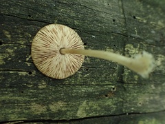 Pluteus phlebophorus