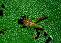 Chloropseustes