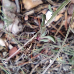 Erigeron flagellaris