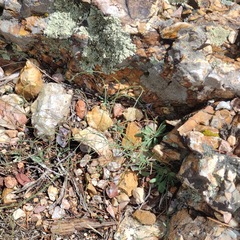 Erigeron flagellaris