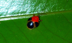 Spilophora