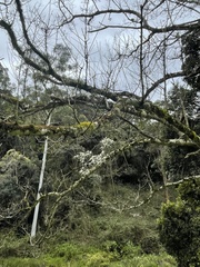 Dendrobium teretifolium