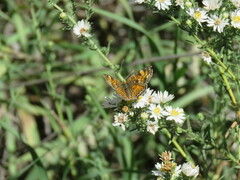 Phyciodes pulchella