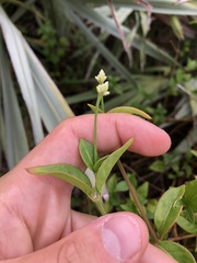 Alternanthera flavescens
