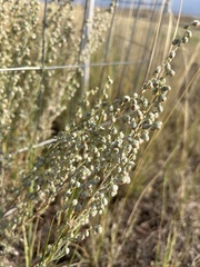 Artemisia frigida