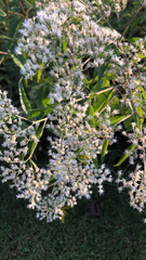 Eupatorium altissimum
