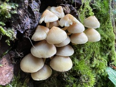 Hypholoma fasciculare