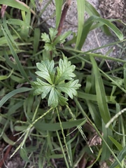 Potentilla argentea