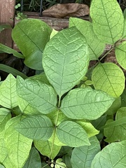 Fraxinus biltmoreana