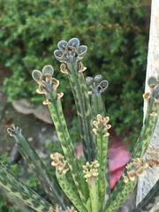 Kalanchoe delagoensis
