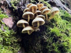 Hypholoma fasciculare