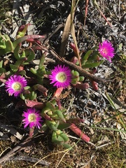 Carpobrotus modestus