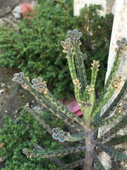Kalanchoe delagoensis