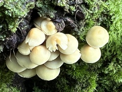 Hypholoma fasciculare