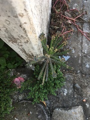 Kalanchoe delagoensis