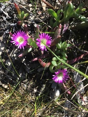 Carpobrotus modestus