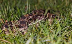 Crotalus horridus