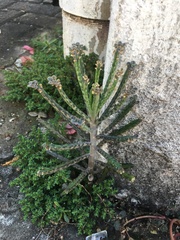 Kalanchoe delagoensis