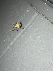 Neoscona domiciliorum