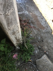 Kalanchoe delagoensis