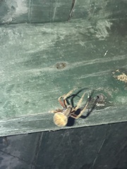 Neoscona domiciliorum